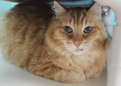 Leo