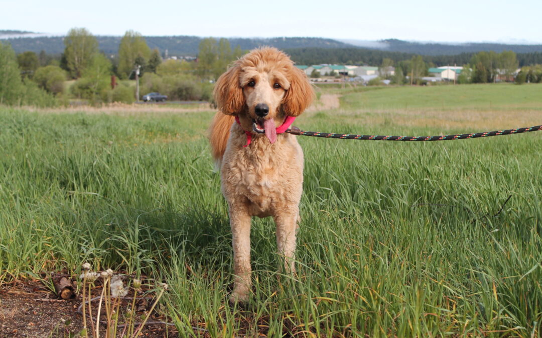 Barley