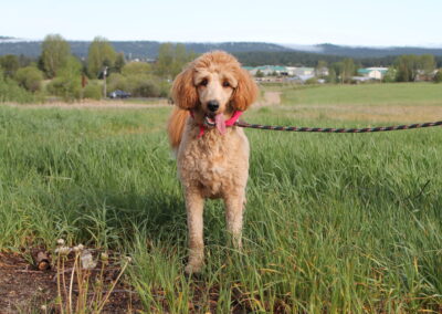Barley