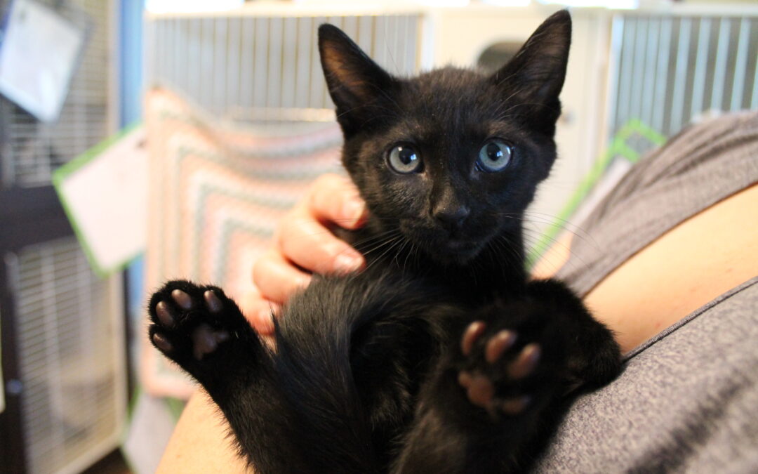 Porter